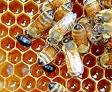 pure honey - this is how they produce the honey.