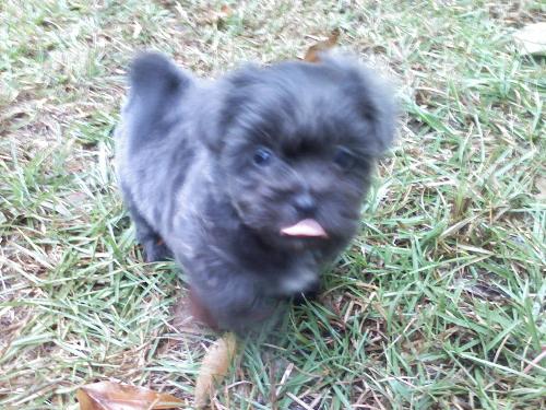 goober as a puppy - this is goober at age two months he was so little he fit in the palm of my hand