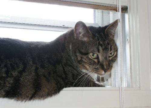 My cat - He is the child I may never have. I love him lots and lots. I can't stand to be away from him for very long.
