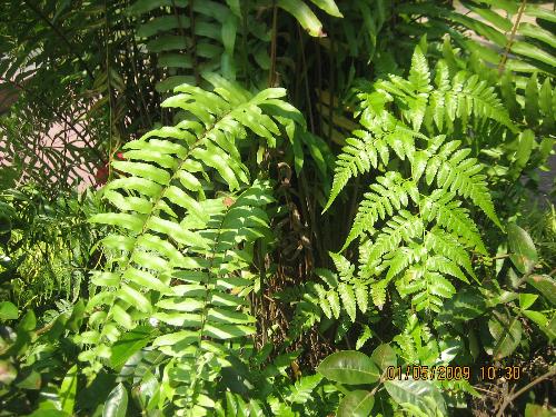 fern - what is the name of this fern
