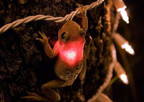 incredible frog - frog that swallowed the christmas bulb and still lived to tell the story