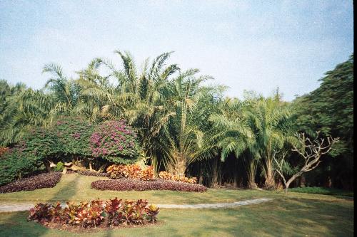 subtropic scenery in XishuangBanna  - the photo is taken in Xishuangbanna Tropical Botanical Garden where are thousands kind of plants