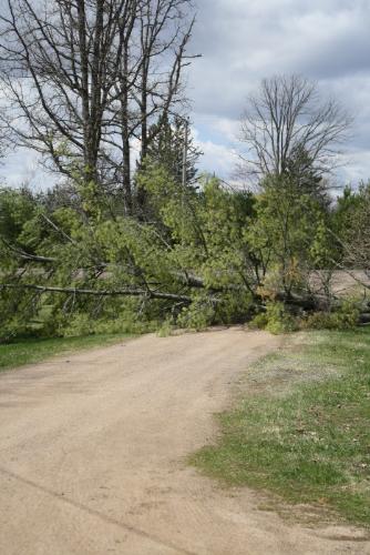 Fallen Tree - We had a tree fall into our driveway this morning.