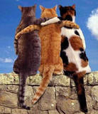 cat friends - these cats truly love each other