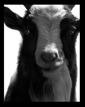 Weeds For Lunch? - High tech company Google decided to approach it's California locale's fire prone weeds with an ultra green low tech, low cost, low tech solution. The company ditched it's gas hungry, fume polluting lawn mowers & weed whackers in favor for a heard of goats. * Goats are self propelled. They only need a Shepard to keep them from NOT eating certain things. Billy goats will eat anything green, and in my personal experience, they will eat anything period, having lost numerous articles of clothing to the little critters in petting zoos as a child.
