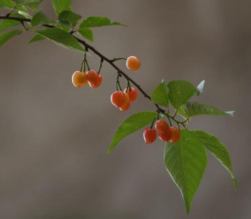 cherry - the photo comes from a friend of mine,she like to take photoes,how about it?