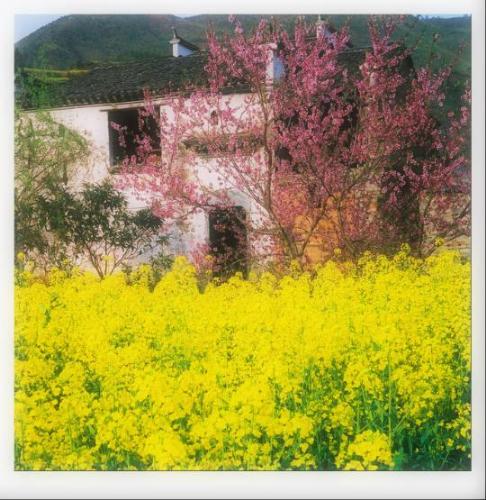 Canola flowers. - This photo was took in LiJiang.When spring is comeing.Canola flowers is full of the hill.It is a golden seasom.