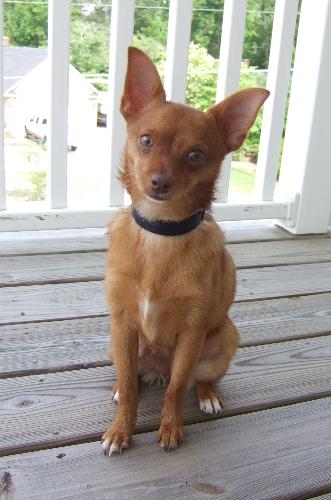 Tinka Girl - My dog. She is a PomChi. When we first took her home, she would tinkle when she was overly excited...That is how she got her name Tinka Girl. Thankfully, she stopped after a few days. Ha!