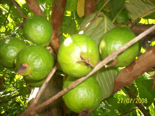 guava in my fav fruit - Guava is really nice fruit.