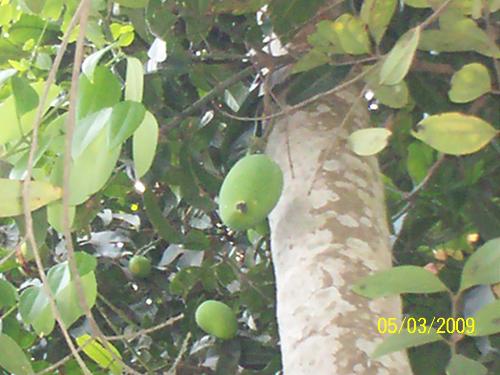 mangoes on the tree - this is my garden mango tree.