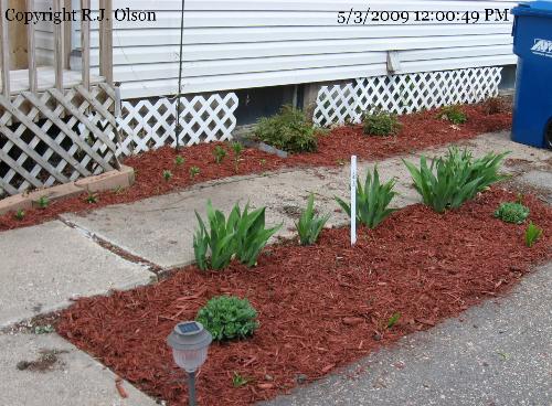 One of a few flower beds - The mulch looks really nice finmally.