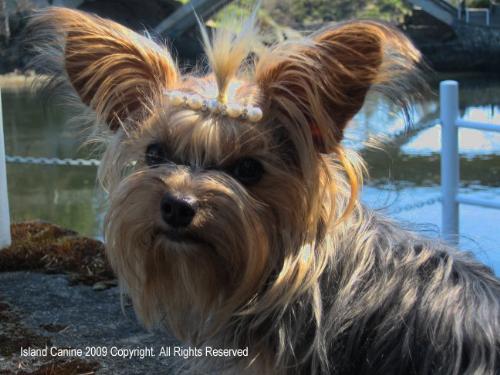 Sunny Dog Days - Roxy hanging out at the SeaWall, taking in the breeze on the hot sunny day.