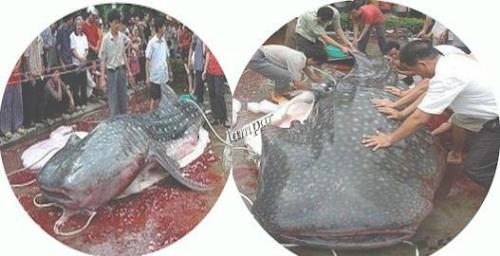 Biggest Catfish - 3m long n 1m wide, caught in China.