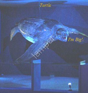 Biggest Turtle - A leatherback turtle in aquarium.