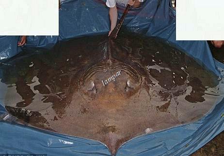 Biggest Stingray - 7'x 7' caught in Mekong river; Thailand.