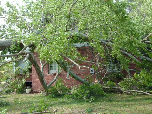 Fallen Tree - This great big tree fell onto the house this tree has to be over a hundred years old.
