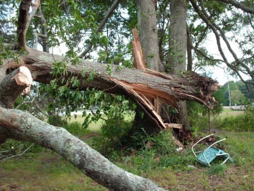 Tree Damage - A fallen tree that fell on the house