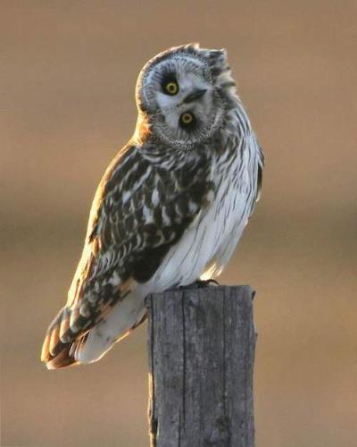 owl - lwo