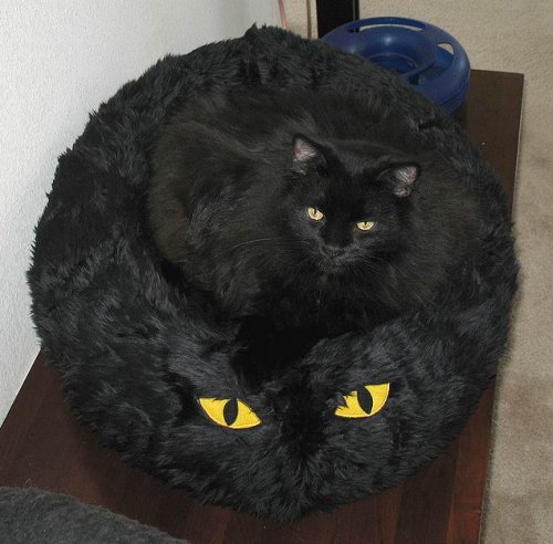 cat - black cat ey