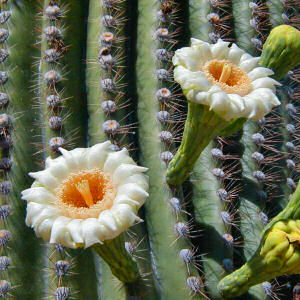 Cactus - Flower - Desert rose - Cactus