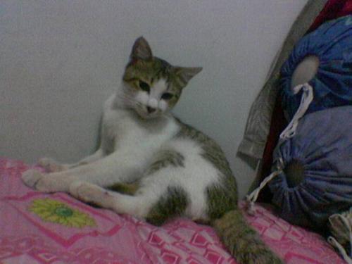 thomas is my beloved Cat - i love my oldest Cat in my home..very strong!