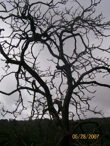 Do you believe in ghost? - I just happened to go on a trek and while we were travelling we came across a tree which was supposed to be a hanging place for ghost as told by the villagers? We stayed in the same place thinking that we may see any ghost but bad luck we were not able to spot any, so we just captured this photo as rememberance to see a ghost tree? Do you belive in ghosts, have you experienced something which you feel was a ghost