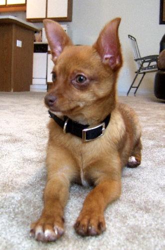 Worlds Cutest Dog! - My pup!!