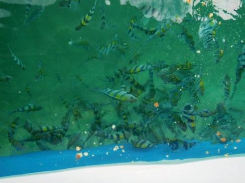 fish feeding - fish feeding in batangas.... it was so cool