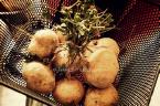 native turnip - a singkamas or native turnip