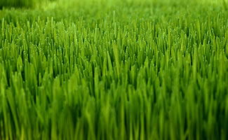 Freshly Cut Grass - the smell of freshly cut grass