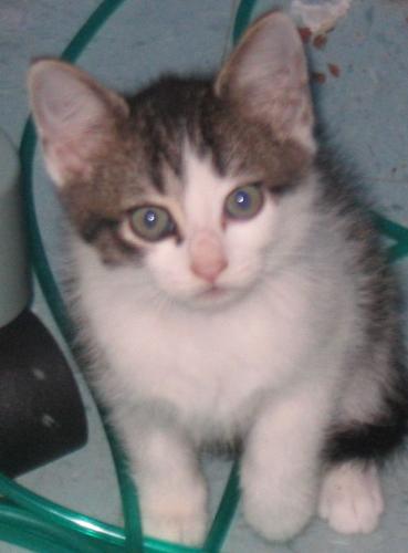 T.C. as a kitten - We called him Steamer because he had a loud hiss T.C. as a kitten - We called him Steamer because he had a loud hiss