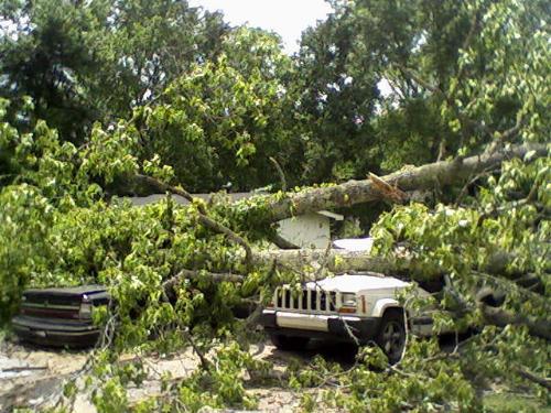 tree 2 cars 0 - This is a shot of a neighbors driveway after one of the storms that we have been having. I sure hope he's insured.