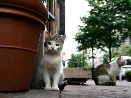 animals - Stray cats in college.