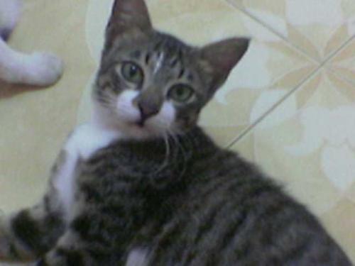 cats - my cat