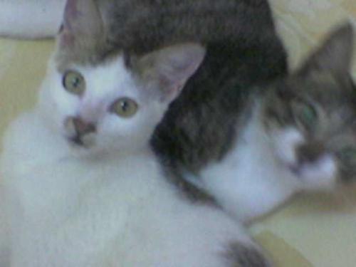 my cute cat - cat