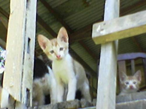 confuse kitten - my kitten