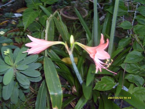A type of flower  - This is a type of flower. But I don't know from what species it belong to.
