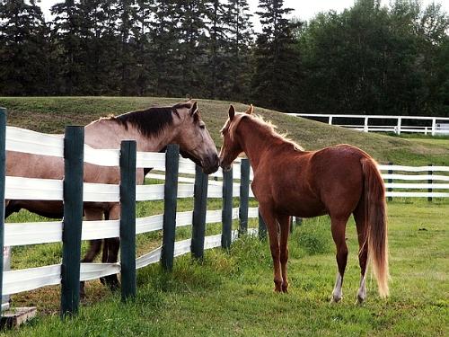 horses - family bonds between horses