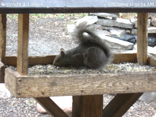 Squirrel feeder - Set up at Springbrook Nature Center near my house.