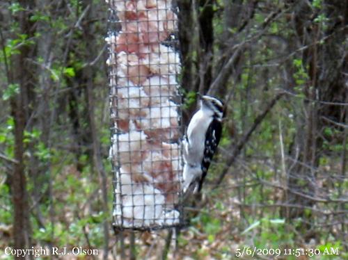 DowntyWoodpecker? - Not too sure if this is the variety of woodpecker or not.