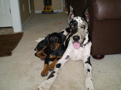 My doberman when he was a puppy - Doberman Puppy