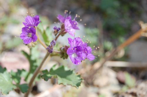 Wildflower - Wildflower in Death Valley. 2009