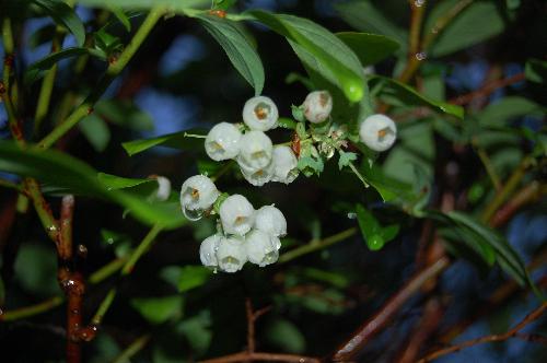 Blueberry Flowers - White Flowers of a Blueberry Bush. This photo was taken in the rain in the NE US.