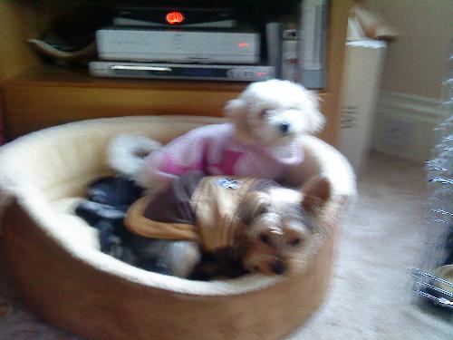 Dogs - these are my dogs=] they are so cute and tiny.