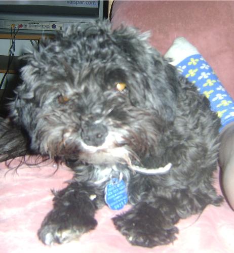 Brownie Boy Williams - Weighs in at 7lbs 13 inches high and a mean bark at strangers and other dogs