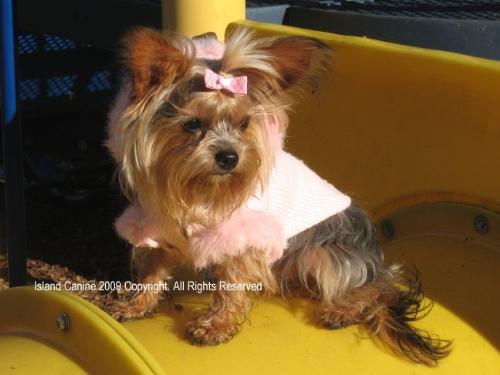 Princess Roxy - My Everything.