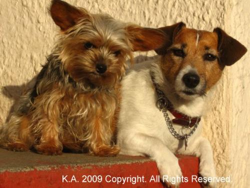 Two Peas in a Pod - Jack and Roxy are cousins and love each other very much. They celebrate their birthdays and Christmas together.
