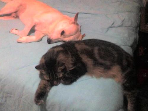 Sleeping - Taking a nap.