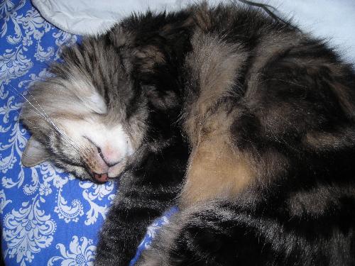 Sleeping - Cat nap.