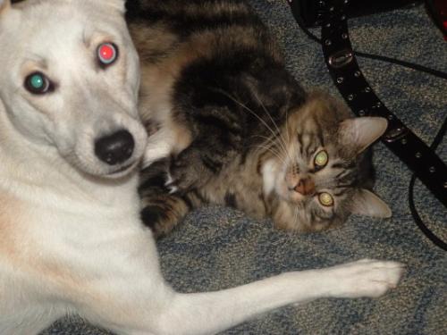 Made Friends - Awww! They are best friends.